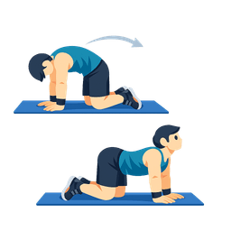 Cat-Cow spine mobility exercise