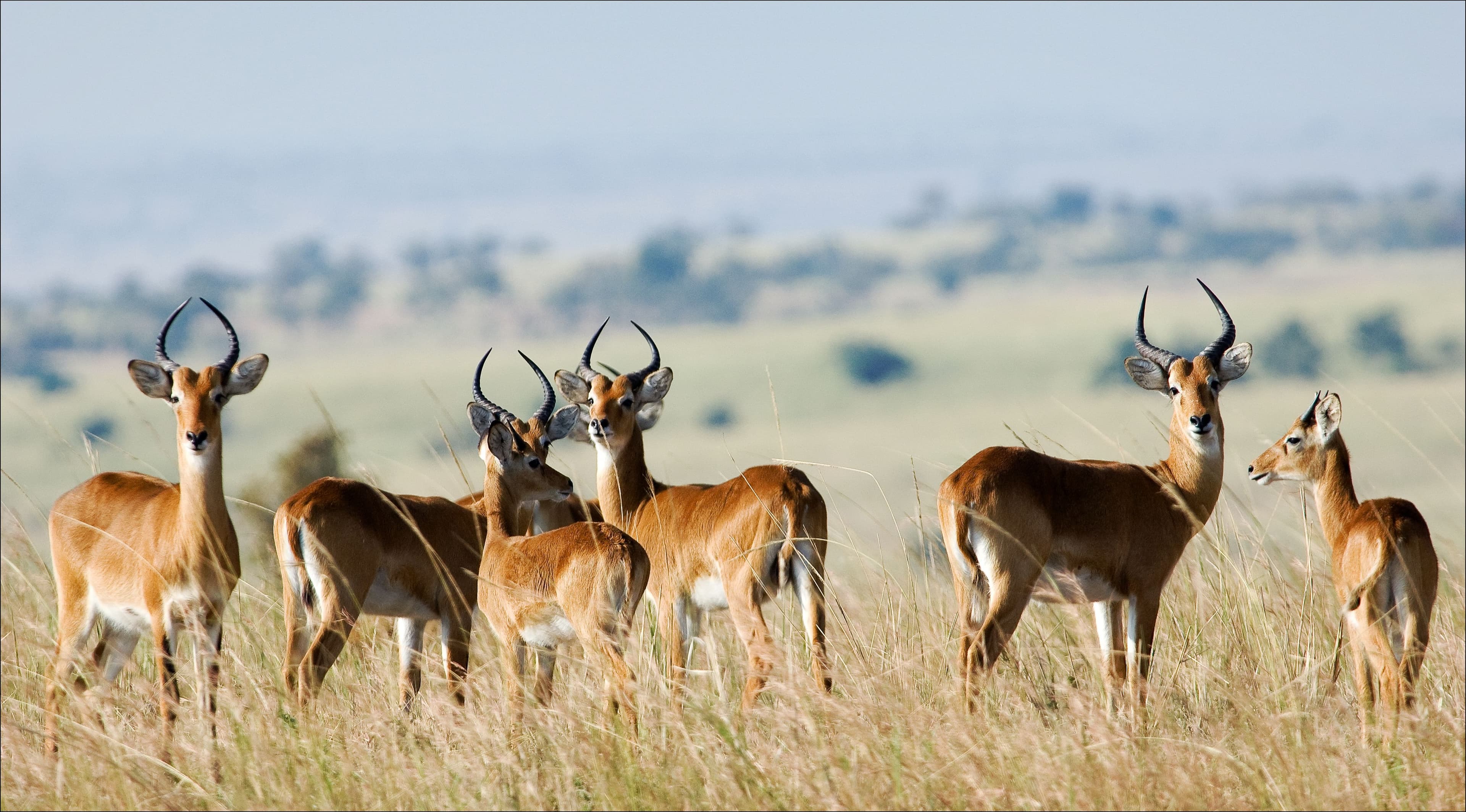 Safari Checklist