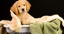 Dog Care Checklist