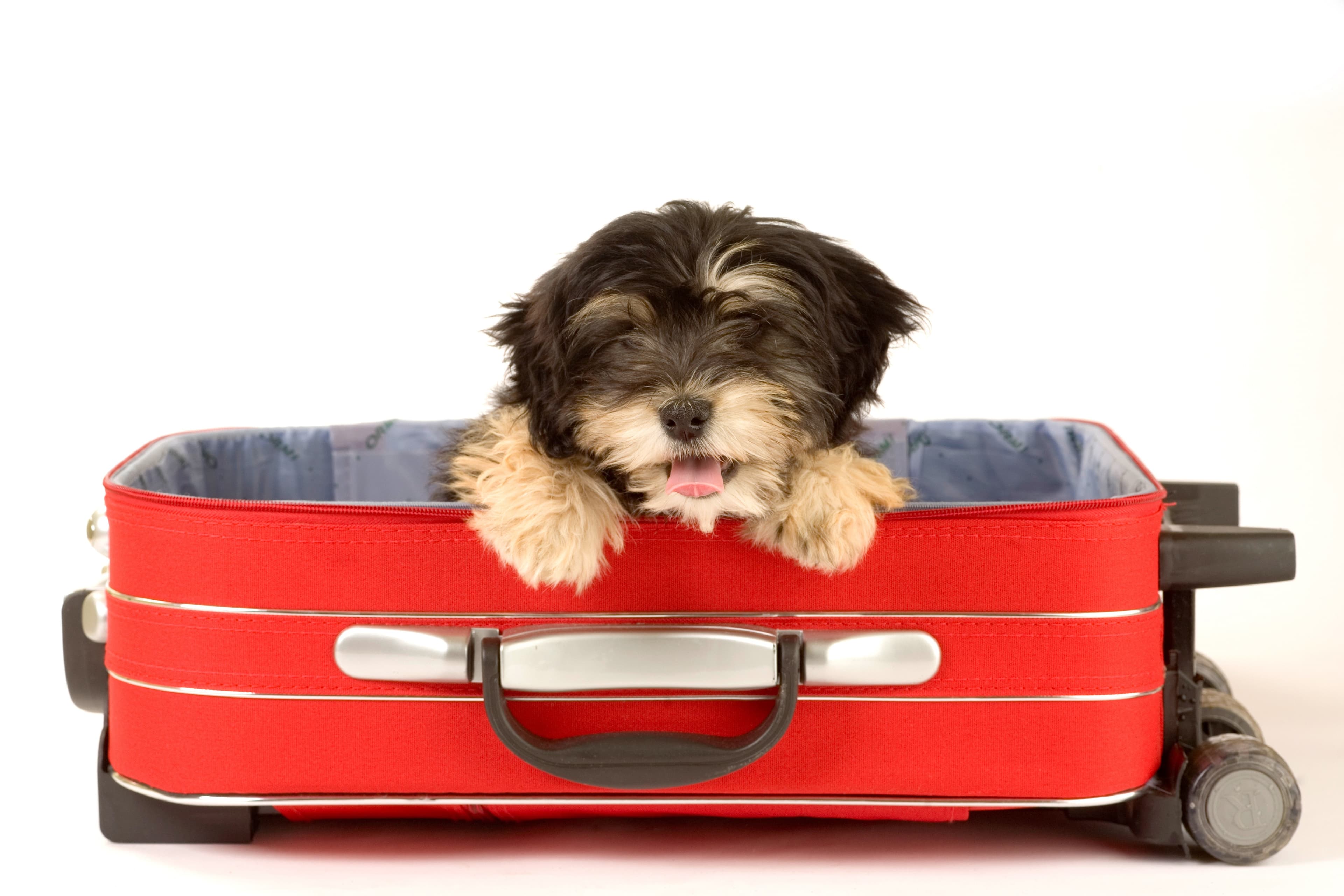 Pet Travel Checklist