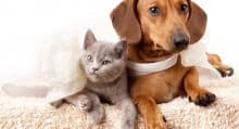 Pet Supply Checklist