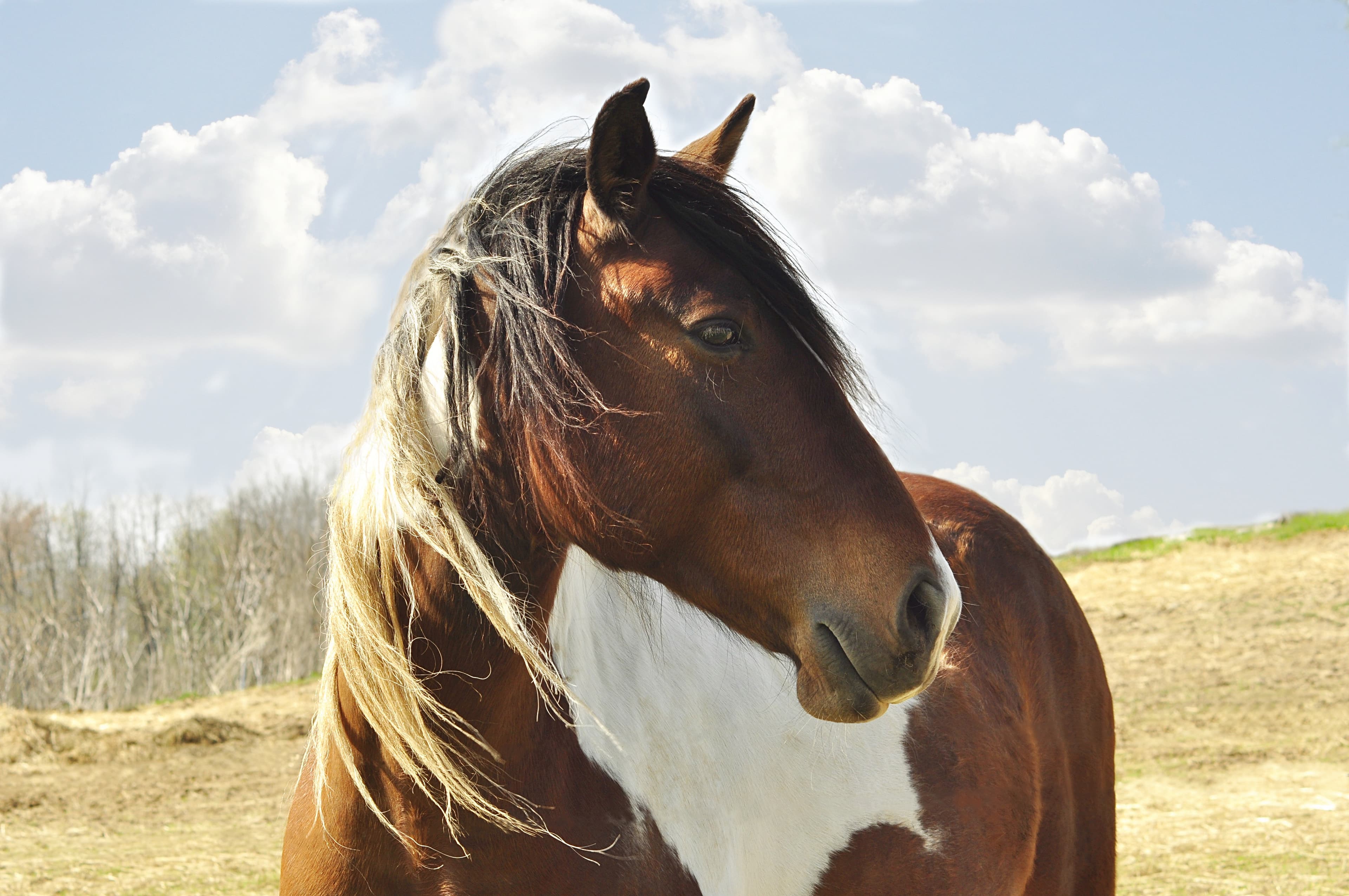 Horse Care Checklist