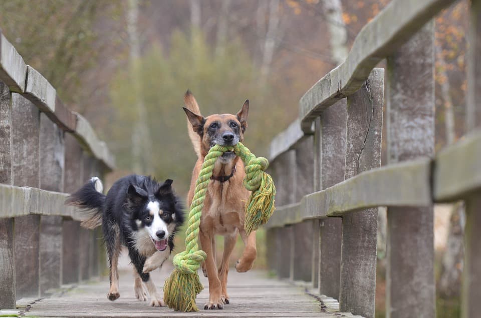 DIY Dog Toys Checklist