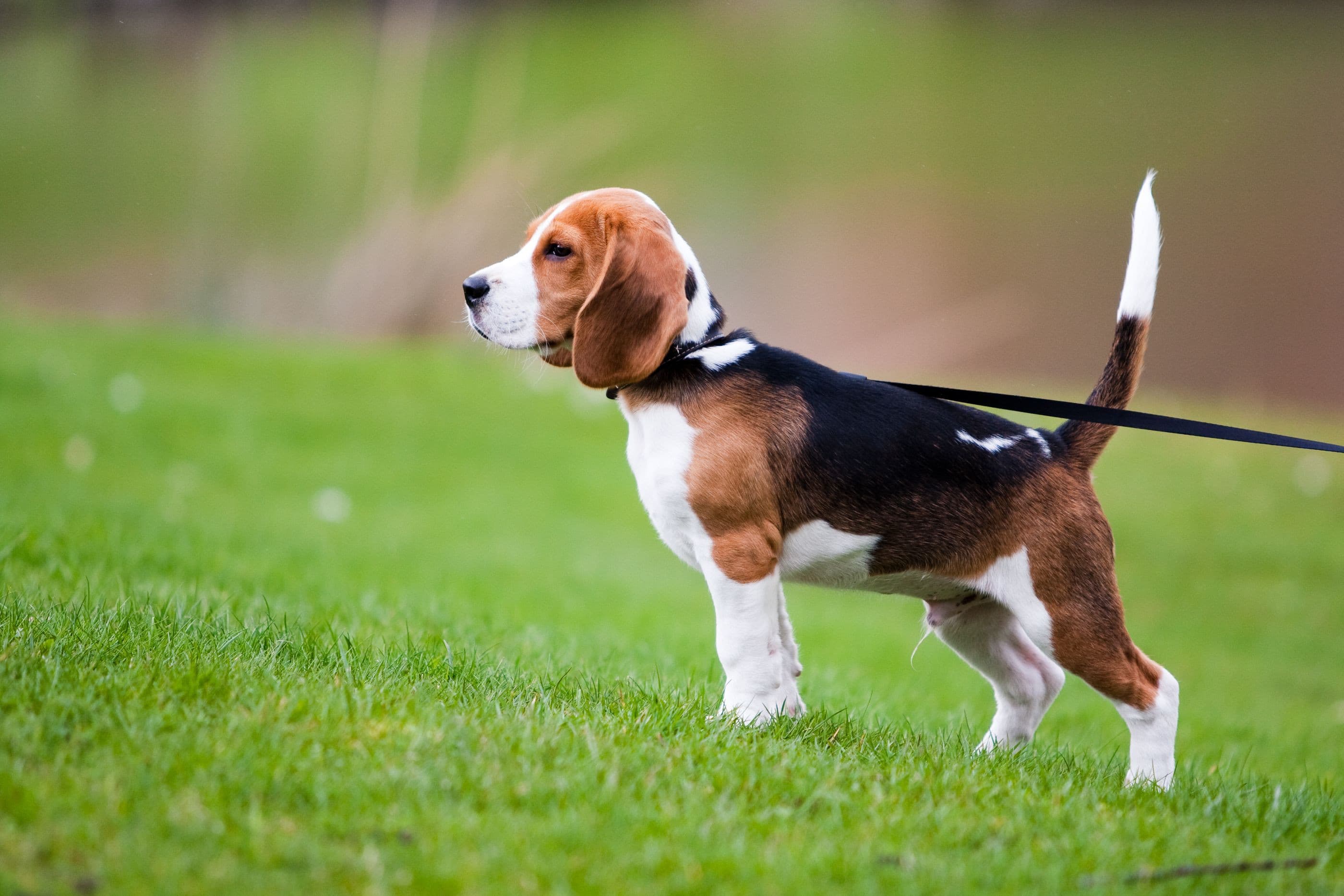 Dog Walking Checklist Dog Walking Checklist