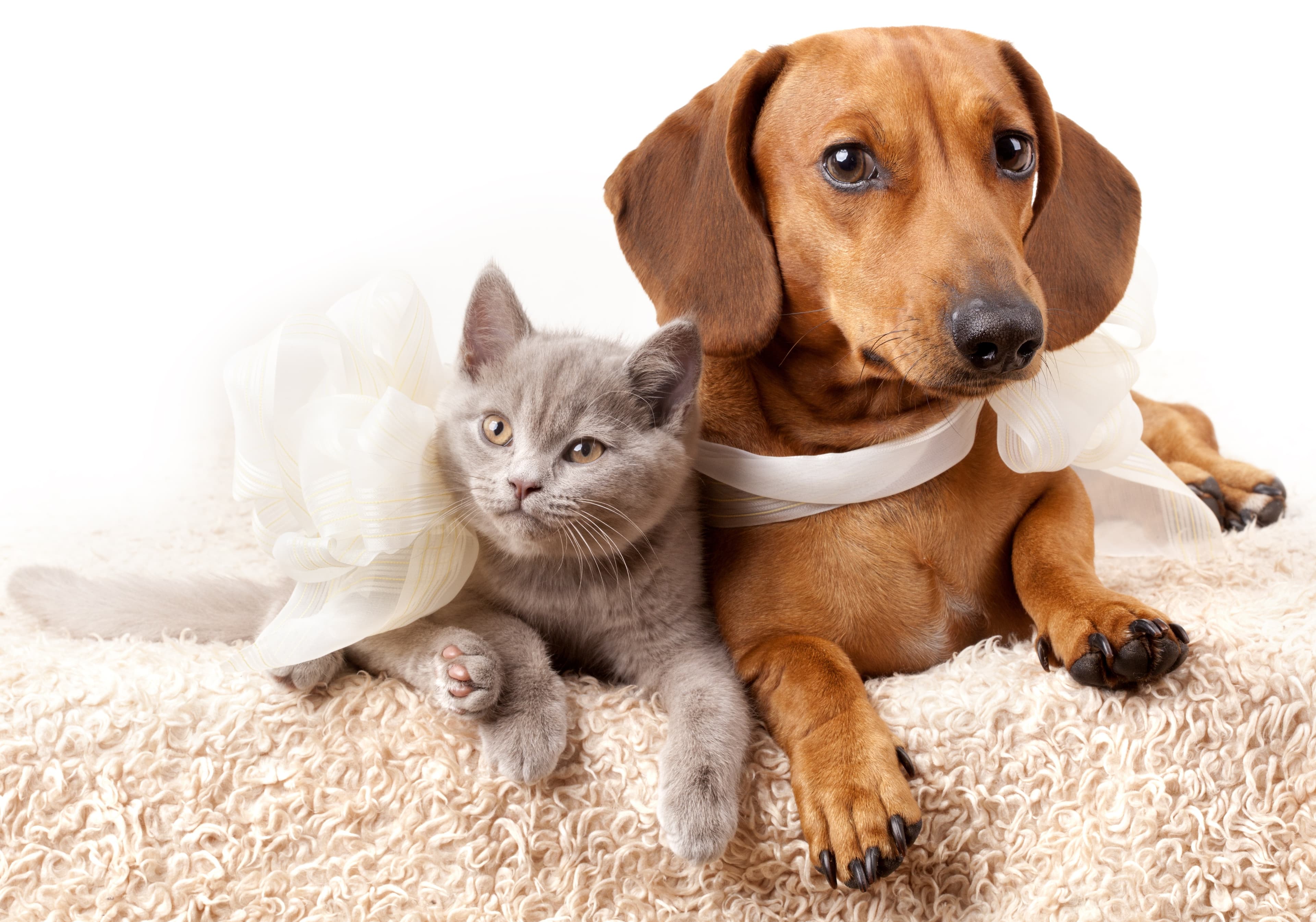 Pet Sitter Checklist