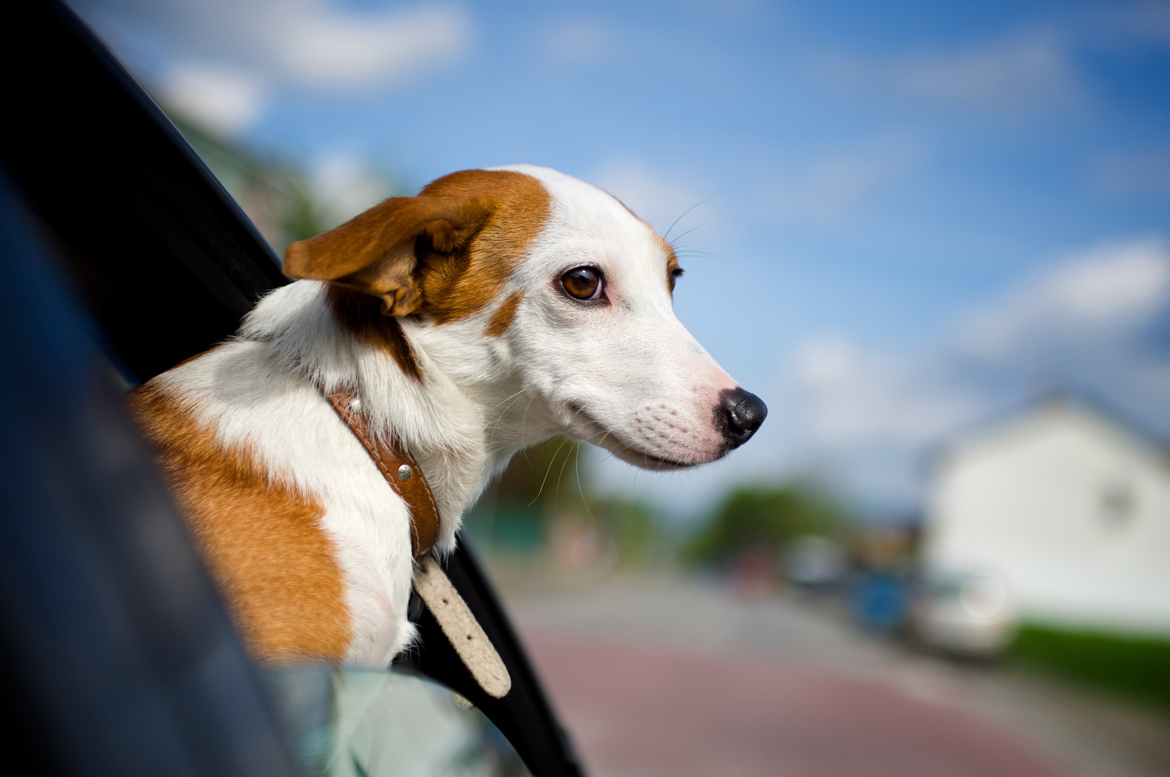 Pet Relocation Checklist