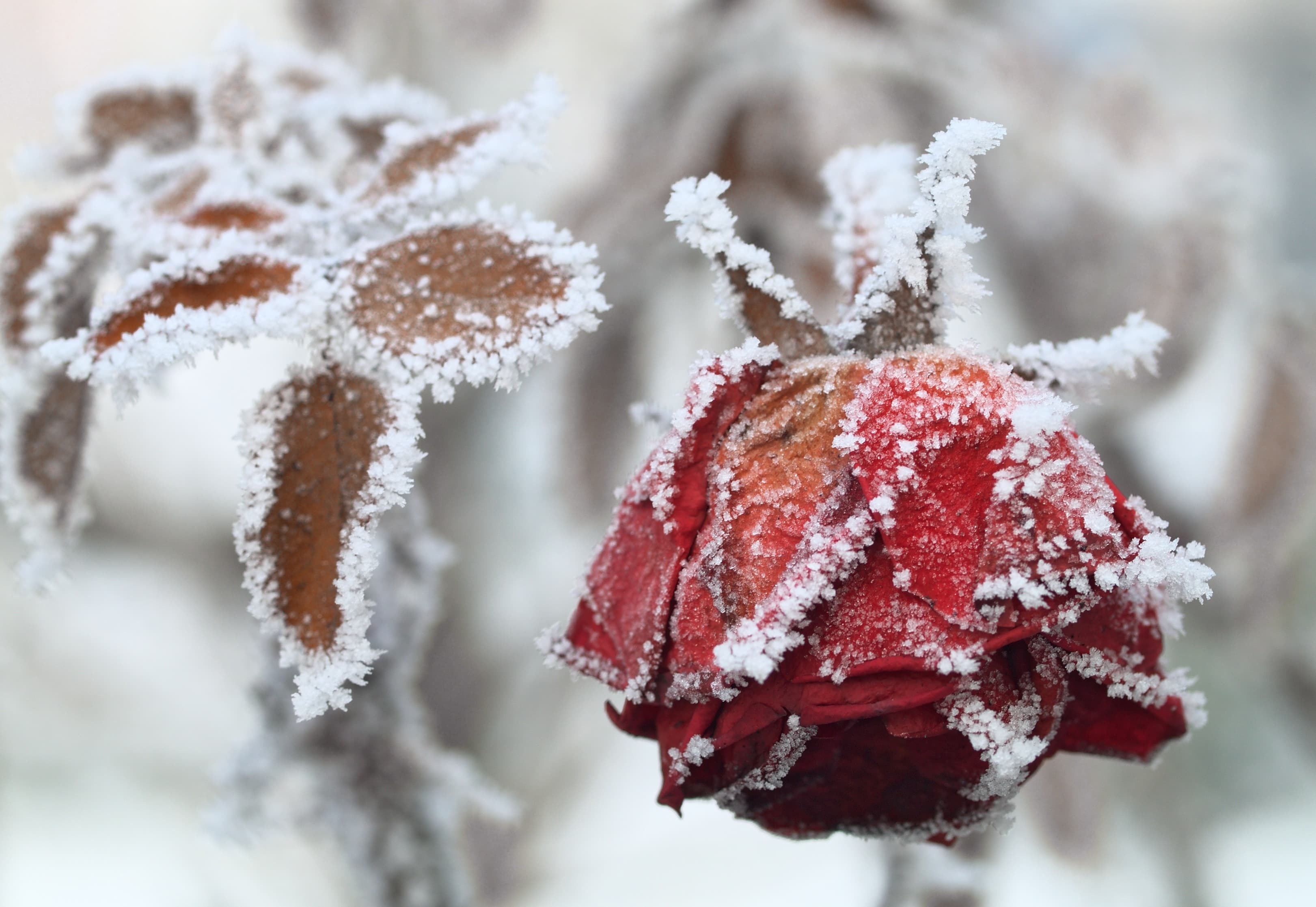 Winter Gardening Checklist