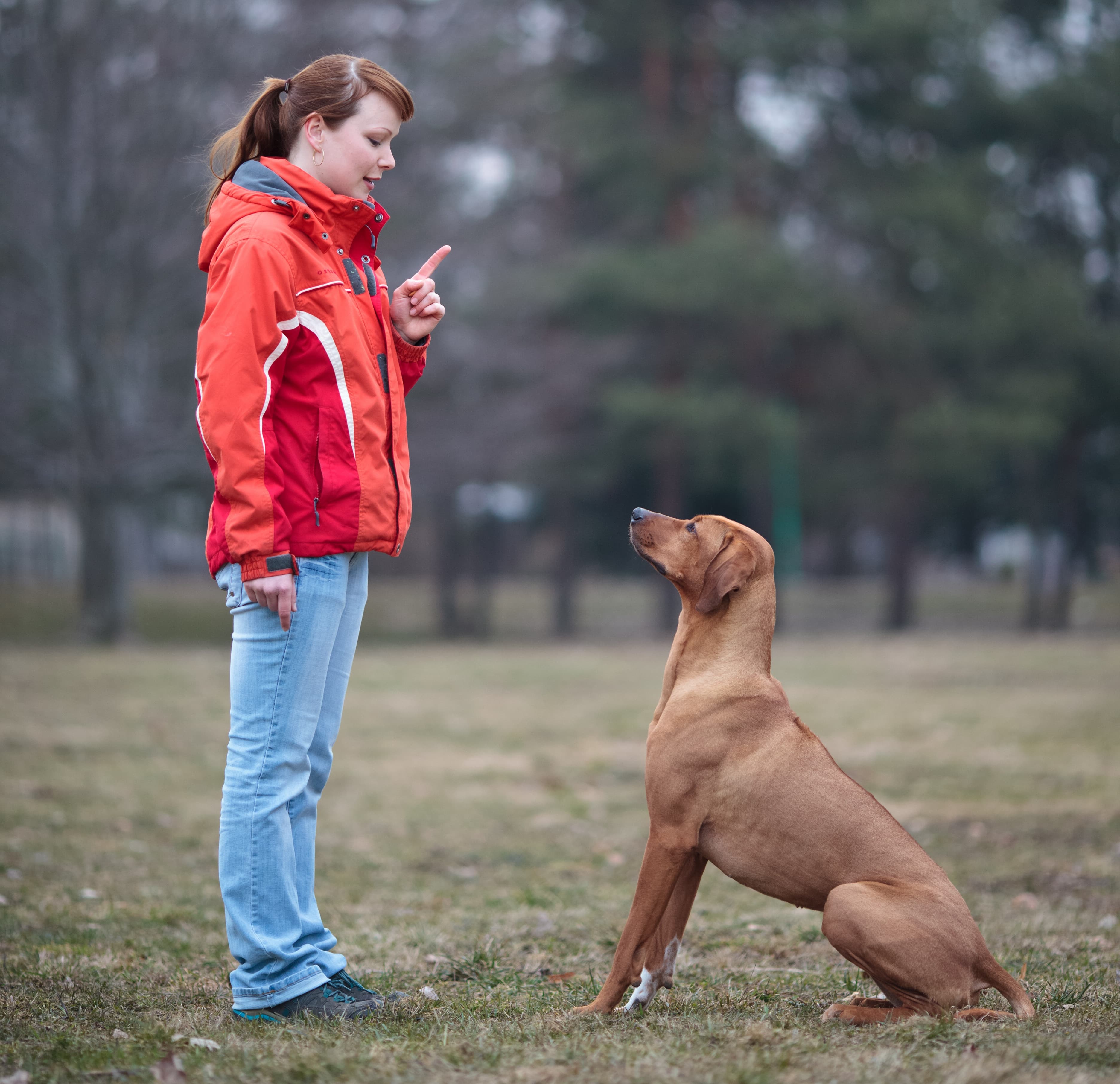 Dog Training Checklist