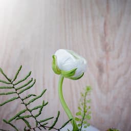 Laura Cooper Peterson